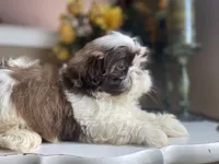 Little Eva, a female Shih Tzu for sale in Troy, MI – 2 of 8