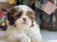 Gucci, a male Shih Tzu for sale in Troy, MI – 4 of 9
