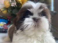 Little Eva, a female Shih Tzu for sale in Troy, MI – 5 of 8