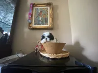 Little Ralp, a male Shih Tzu for sale in Troy, MI – 10 of 10