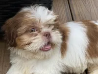 Little Eva, a female Shih Tzu for sale in Troy, MI – 5 of 10