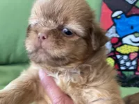 Diva, a female Shih Tzu for sale in Troy, MI – 2 of 7