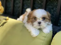 Sasha, a female Shih Tzu for sale in Troy, MI – 6 of 9