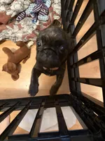 Needs name, a female Pug for sale in West Allis, WI – Photo 3 of 3