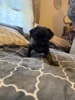 Needs name, a female Pug for sale in West Allis, WI – Photo 2 of 3
