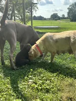 Chocolate Female , a female Labrador Retriever for sale in Rochester, IN – 6 of 9