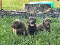 Chocolate Female , a female Labrador Retriever for sale in Rochester, IN – 9 of 9