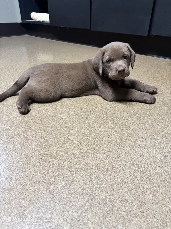 Chocolate Female  – Labrador Retriever puppy for sale in Rochester, IN