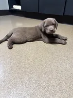 Chocolate Female , a female Labrador Retriever for sale in Rochester, IN – 1 of 9