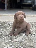 Chocolate Female , a female Labrador Retriever for sale in Rochester, IN – 2 of 9