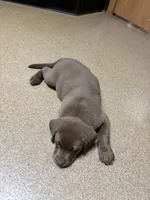 Chocolate Female , a female Labrador Retriever for sale in Rochester, IN – 5 of 9