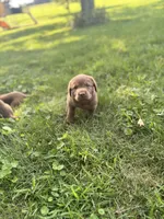 Chocolate Female , a female Labrador Retriever for sale in Rochester, IN – 8 of 9