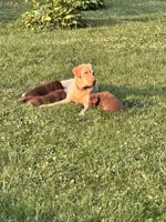 Chocolate Female , a female Labrador Retriever for sale in Rochester, IN – 4 of 9