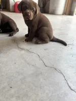 Chocolate Female , a female Labrador Retriever for sale in Rochester, IN – 3 of 9
