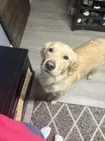 Sunny & Daisy , a male Golden Retriever for sale in Dyer, IN – Photo 2 of 3