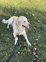 Sunny & Daisy , a male Golden Retriever for sale in Dyer, IN – Photo 3 of 3