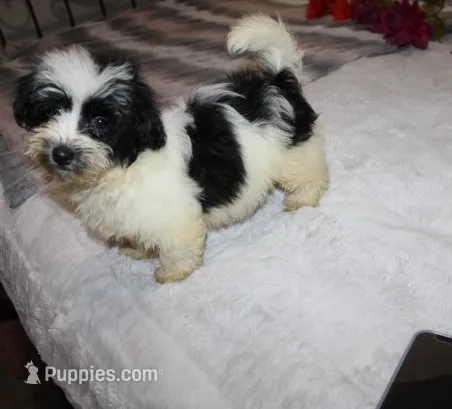 Cider M. – Havanese puppy for sale in Thayer, KS