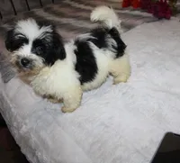 Cider M. reduced , a male Havanese for sale in Thayer, KS – 1 of 9
