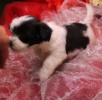 Diesel    havashu, a male Havanese and Shih Tzu for sale in Thayer, KS – 9 of 10
