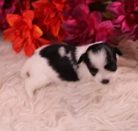 Diesel    havashu, a male Havanese and Shih Tzu for sale in Thayer, KS – 10 of 10