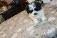 Miss Tulip Havashu SoSweet!, a female Havanese and Shih Tzu for sale in Thayer, KS – 6 of 9