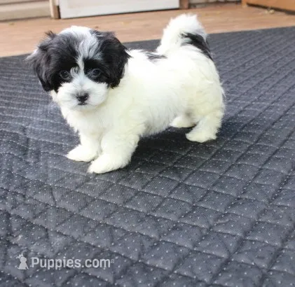 Daffodil  havashu   havanese/shih tzu  small – Havanese, Shih Tzu puppy for sale in Thayer, KS