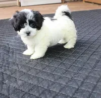 Daffodil  havashu   shih tzu havanese mix  small, a female Havanese and Shih Tzu for sale in Thayer, KS – 1 of 10