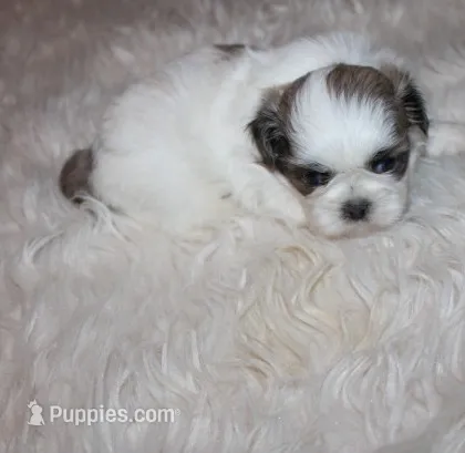 Trinket  Shih tzu Small! – Shih Tzu puppy for sale in Thayer, KS