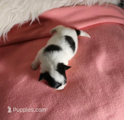Daffodil  havashu   havanese/shih tzu  small – Havanese, Shih Tzu puppy for sale in Thayer, KS