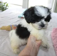 Small Havashu   Dozer havanese - shih-tzu  , a male Havanese and Shih Tzu for sale in Thayer, KS – 9 of 10