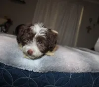 Caramel akc Chocolate puppy, a male Havanese for sale in Thayer, KS – 8 of 9