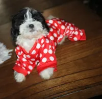 Havashu   Daffodil, a female Shih Tzu for sale in Thayer, KS – 2 of 9
