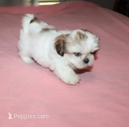 Minnie  Small Shih tzu – Shih Tzu puppy for sale in Thayer, KS