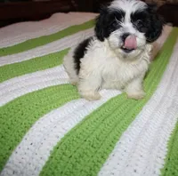 I'm a havashu !  small Dozer havanese - shih-tzu  , a male Havanese and Shih Tzu for sale in Thayer, KS – 6 of 10