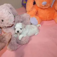 Daphne, a female Shih Tzu for sale in Thayer, KS – Photo 1 of 4