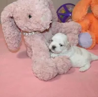 Daphne, a female Shih Tzu for sale in Thayer, KS – Photo 2 of 4