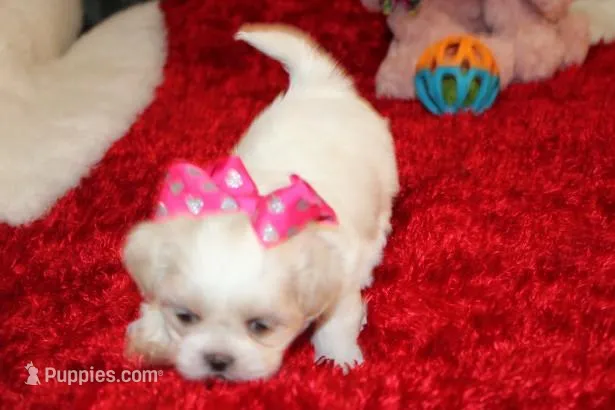 Daphne – Shih Tzu puppy for sale in Thayer, KS