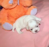 Daphne, a female Shih Tzu for sale in Thayer, KS – Photo 3 of 4