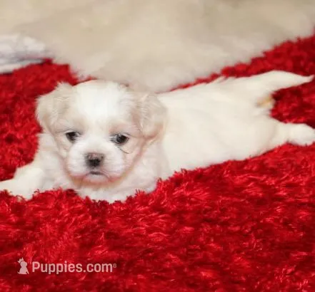 Daphne – Shih Tzu puppy for sale in Thayer, KS
