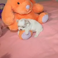 Daphne, a female Shih Tzu for sale in Thayer, KS – Photo 4 of 4