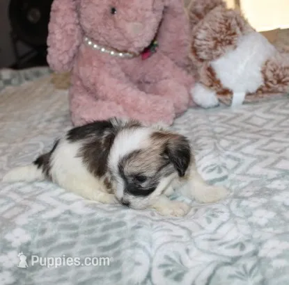 Cozy – Havanese puppy for sale in Thayer, KS