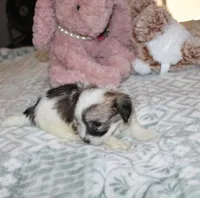 Cozy, a female Havanese for sale in Thayer, KS – 1 of 9