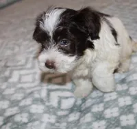 Caramel akc, a male Havanese for sale in Thayer, KS – 8 of 9