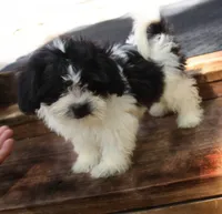 Havashu  Small  girl   Magnolia , a female Havanese for sale in Thayer, KS – 4 of 10