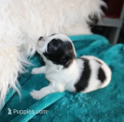 havanese shih-tzu  Dozer, a male Havanese and Shih Tzu for sale in Thayer, KS – 1 of 8