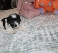Breezy, a female Havanese for sale in Thayer, KS – 8 of 10