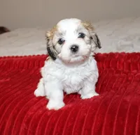 Havashu  Shih tzu - Havanese  Pending, a male Havanese and Shih Tzu for sale in Thayer, KS – 6 of 8