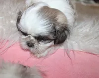 Small akc purebred  Trinket, a female Shih Tzu for sale in Thayer, KS – 7 of 9