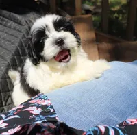 I'm a havashu ! Dozer havanese shih-tzu  , a male Havanese and Shih Tzu for sale in Thayer, KS – 3 of 10