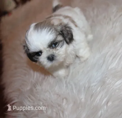 Trinket  Shih tzu Small! – Shih Tzu puppy for sale in Thayer, KS